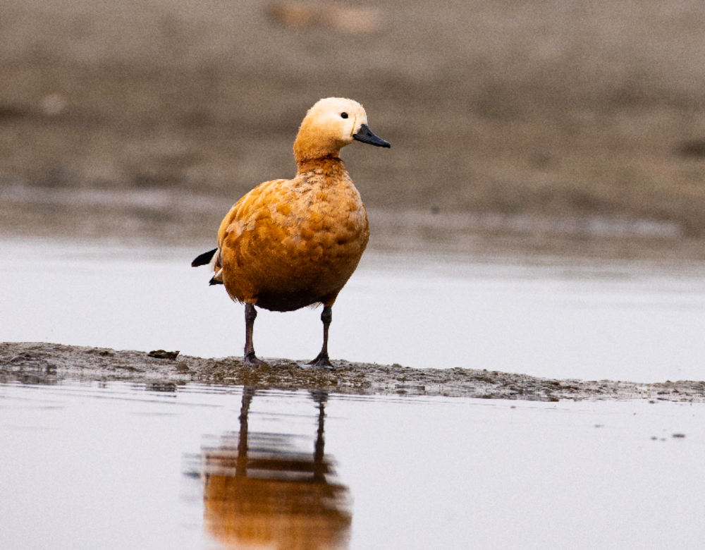Gajoldoba Bird Sanctuary