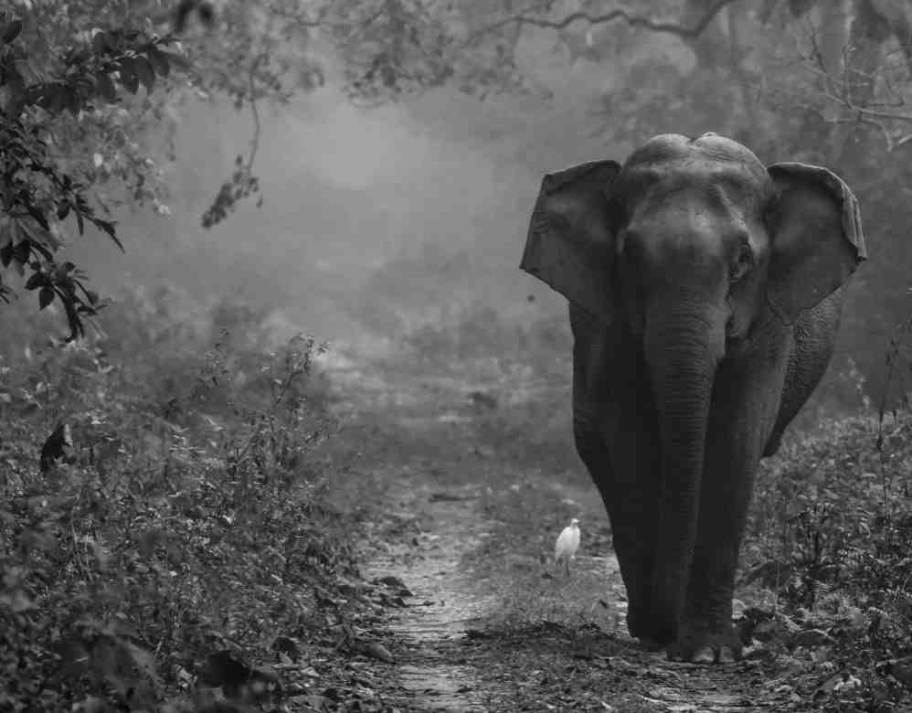 Chilapata Wildlife Sanctuary