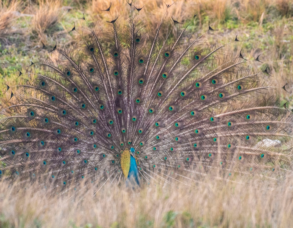 Hollong - Jaldapara National Park