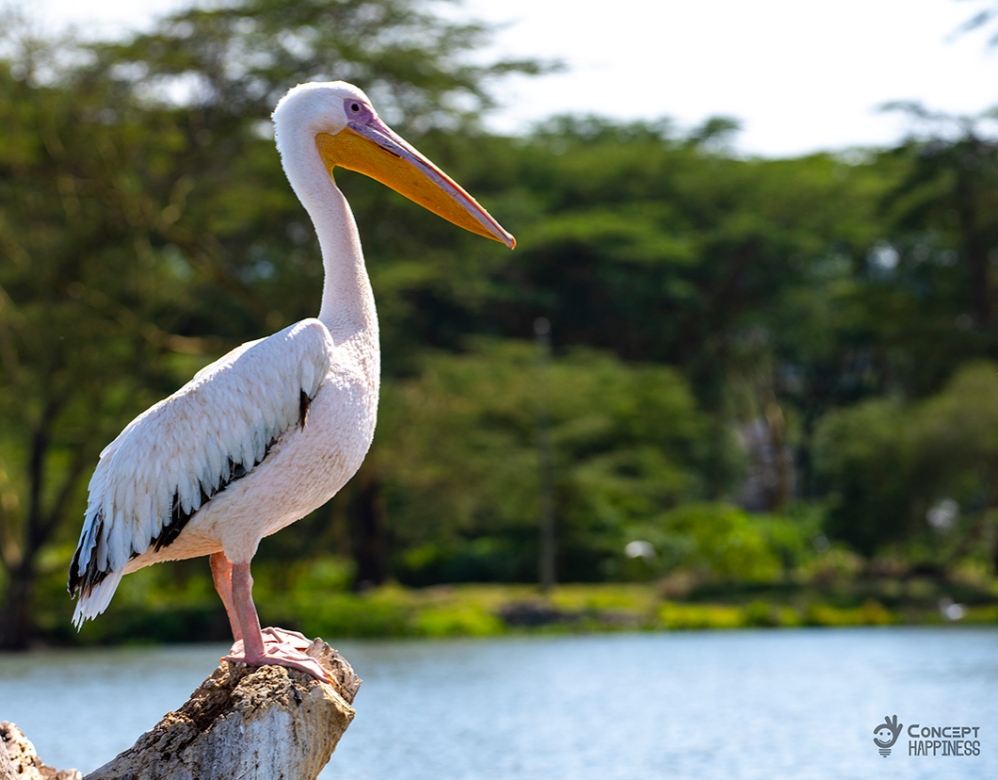 Lake Naivasha - Kenya, East Africa