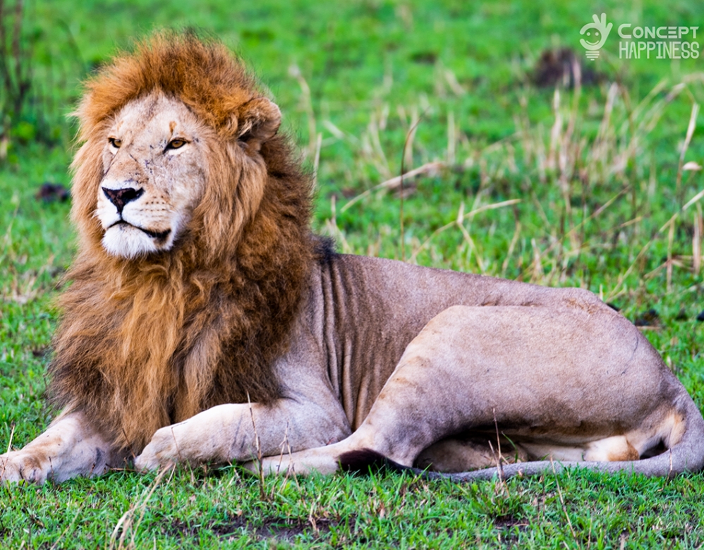 Masai Mara National Reserve - Kenya